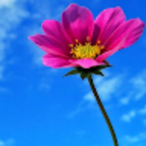 Meet your Posher, Joy